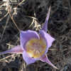 Thumbnail #5 of Calochortus macrocarpus by oregoncowgirl
