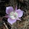 Thumbnail #4 of Calochortus macrocarpus by Venustus