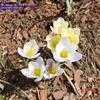 Thumbnail #1 of Crocus chrysanthus by carolann