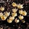 Thumbnail #2 of Crocus chrysanthus by Todd_Boland