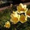 Thumbnail #5 of Crocus chrysanthus by Sunblest5