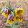 Thumbnail #1 of Fritillaria michailovskyi by Todd_Boland