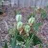 Thumbnail #5 of Fritillaria michailovskyi by ineedacupoftea