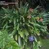 Thumbnail #1 of Clivia caulescens by palmbob