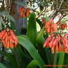 Thumbnail #4 of Clivia caulescens by Kell