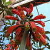 Thumbnail #5 of Clivia caulescens by Kell
