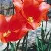 Thumbnail #2 of Tulipa  by Boyed