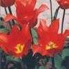 Thumbnail #3 of Tulipa  by Boyed