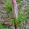 Thumbnail #2 of Zephyranthes atamasca by Floridian