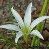 Thumbnail #1 of Zephyranthes atamasca by Floridian