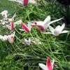 Thumbnail #2 of Tulipa clusiana by TomH3787