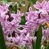 Thumbnail #3 of Hyacinthus orientalis by kdjoergensen