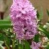 Thumbnail #4 of Hyacinthus orientalis by kdjoergensen