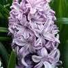 Thumbnail #1 of Hyacinthus orientalis by ladyrowan