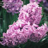 Thumbnail #5 of Hyacinthus orientalis by dicentra63