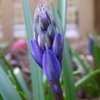 Thumbnail #2 of Hyacinthoides hispanica by DebinSC