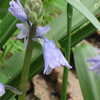 Thumbnail #5 of Hyacinthoides hispanica by vossner