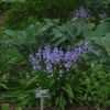 Thumbnail #3 of Hyacinthoides hispanica by rebecca101