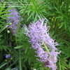 Thumbnail #2 of Muscari comosum by cheerpeople