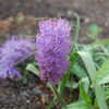 Thumbnail #4 of Muscari comosum by growin