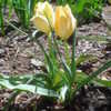 Thumbnail #4 of Tulipa batalinii by RaiderLep