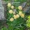 Thumbnail #1 of Tulipa batalinii by jhyshark