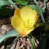 Thumbnail #3 of Tulipa batalinii by RaiderLep