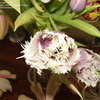 Thumbnail #5 of Tulipa  by micquie