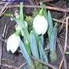 Thumbnail #1 of Galanthus nivalis by Baa