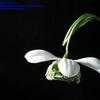 Thumbnail #3 of Galanthus nivalis by horticus