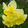 Thumbnail #3 of Narcissus  by Gardening_Jim