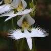 Thumbnail #3 of Pecteilis radiata by Lophophora