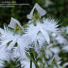 Thumbnail #4 of Pecteilis radiata by goldenfish