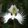 Thumbnail #1 of Pecteilis radiata by lofilofo