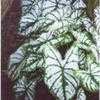 Thumbnail #1 of Caladium  by Shirley1md