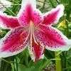 Thumbnail #3 of Lilium  by hemlady