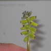 Thumbnail #2 of Muscari macrocarpum by vossner