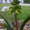 Thumbnail #4 of Muscari macrocarpum by turektaylor