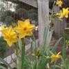 Thumbnail #1 of Narcissus jonquilla by Ulrich