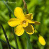 Thumbnail #4 of Narcissus jonquilla by Gardening_Jim