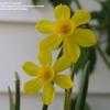 Thumbnail #3 of Narcissus jonquilla by kniphofia