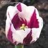 Thumbnail #1 of Tulipa  by mystic