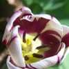 Thumbnail #5 of Tulipa  by pixie62560
