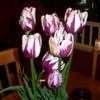 Thumbnail #3 of Tulipa  by orange_knickers