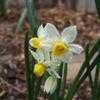 Thumbnail #3 of Narcissus tazetta by ineedacupoftea
