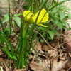 Thumbnail #4 of Narcissus bulbocodium by plantaholic186
