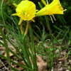 Thumbnail #2 of Narcissus bulbocodium by plantaholic186