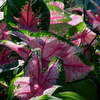 Thumbnail #2 of Caladium  by Verdesign