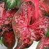 Thumbnail #4 of Caladium  by melody