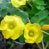 Thumbnail #5 of Oxalis lobata by kudrick